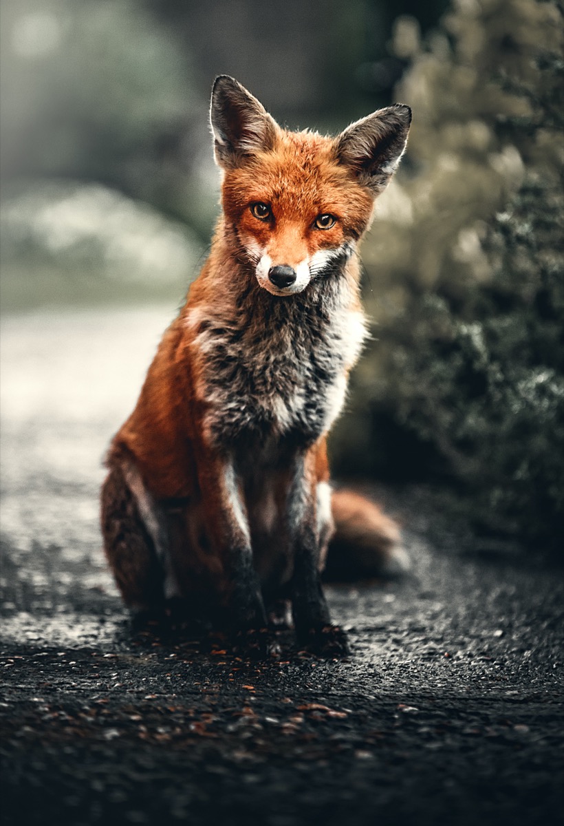Obraz lišky